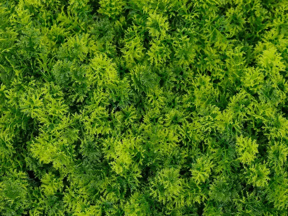 Moss coral, dielec 50 x 50 cm
