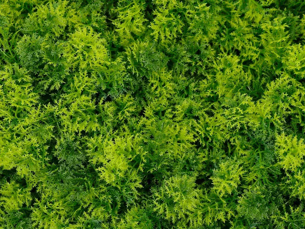 Moss coral, dielec 50 x 50 cm