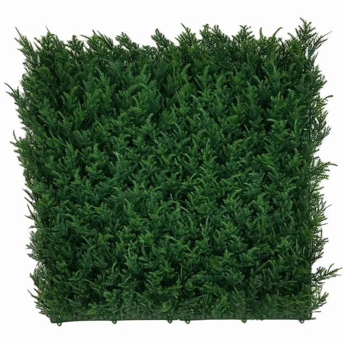 THUJA JAPONICA, dielec 50 x 50 cm