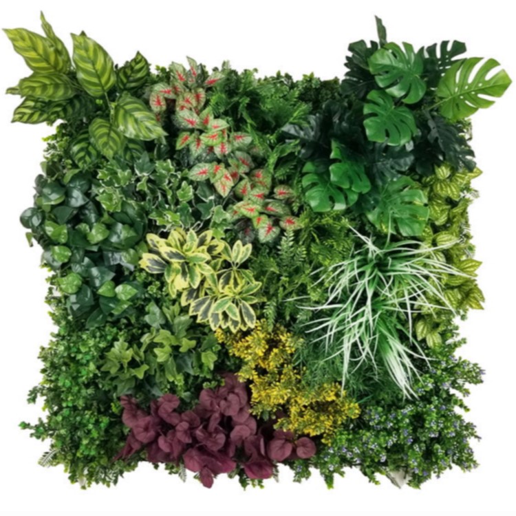 Variabilný WALL GREEN Euonymus japonicus, dielec 100 x 100 cm