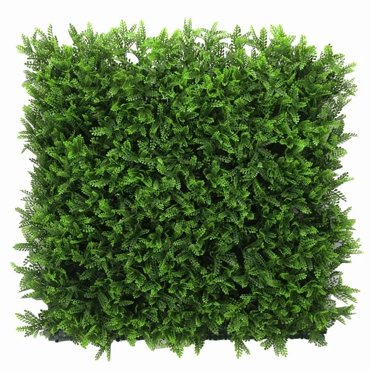 Asplenium dark, dielec 50 x 50 cm