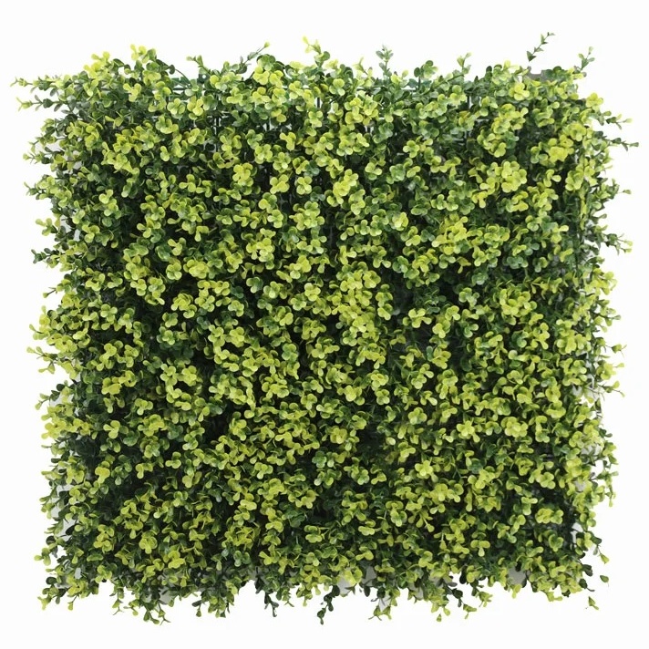 Buxus long VG yellow, dielec 50 x 50 cm