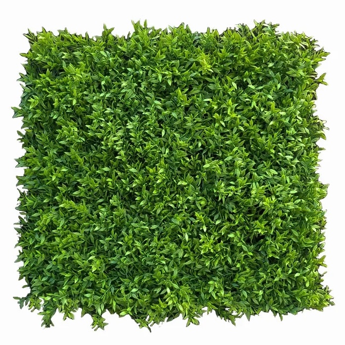 Buxus Muisdoorn, dielec 50 x 50 cm