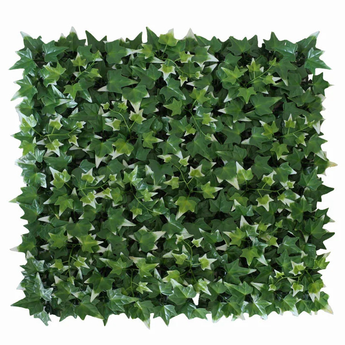 Hedera helix VG, dielec 50 x 50 cm