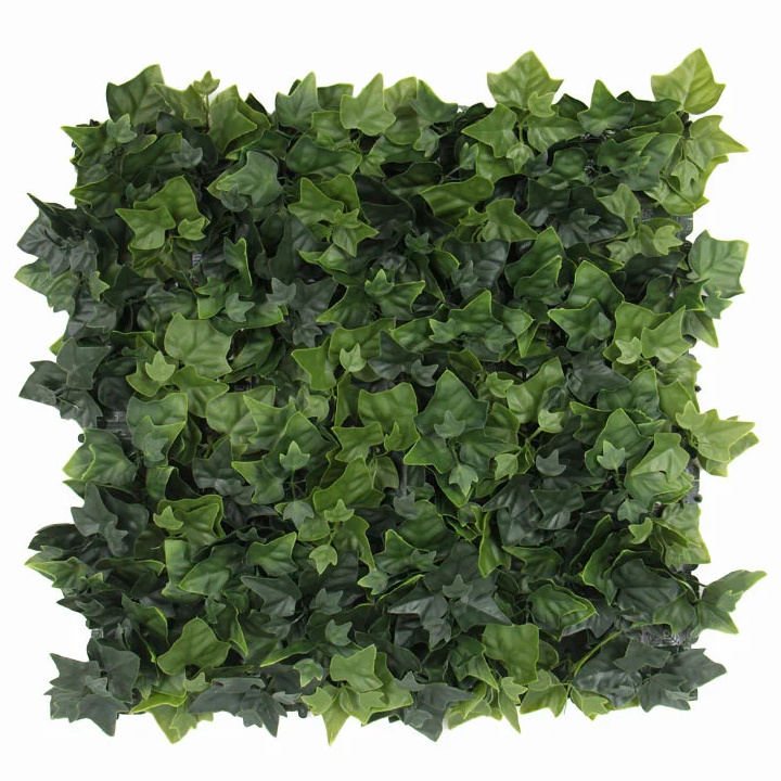 Hedera helix, dielec 50 x 50 cm