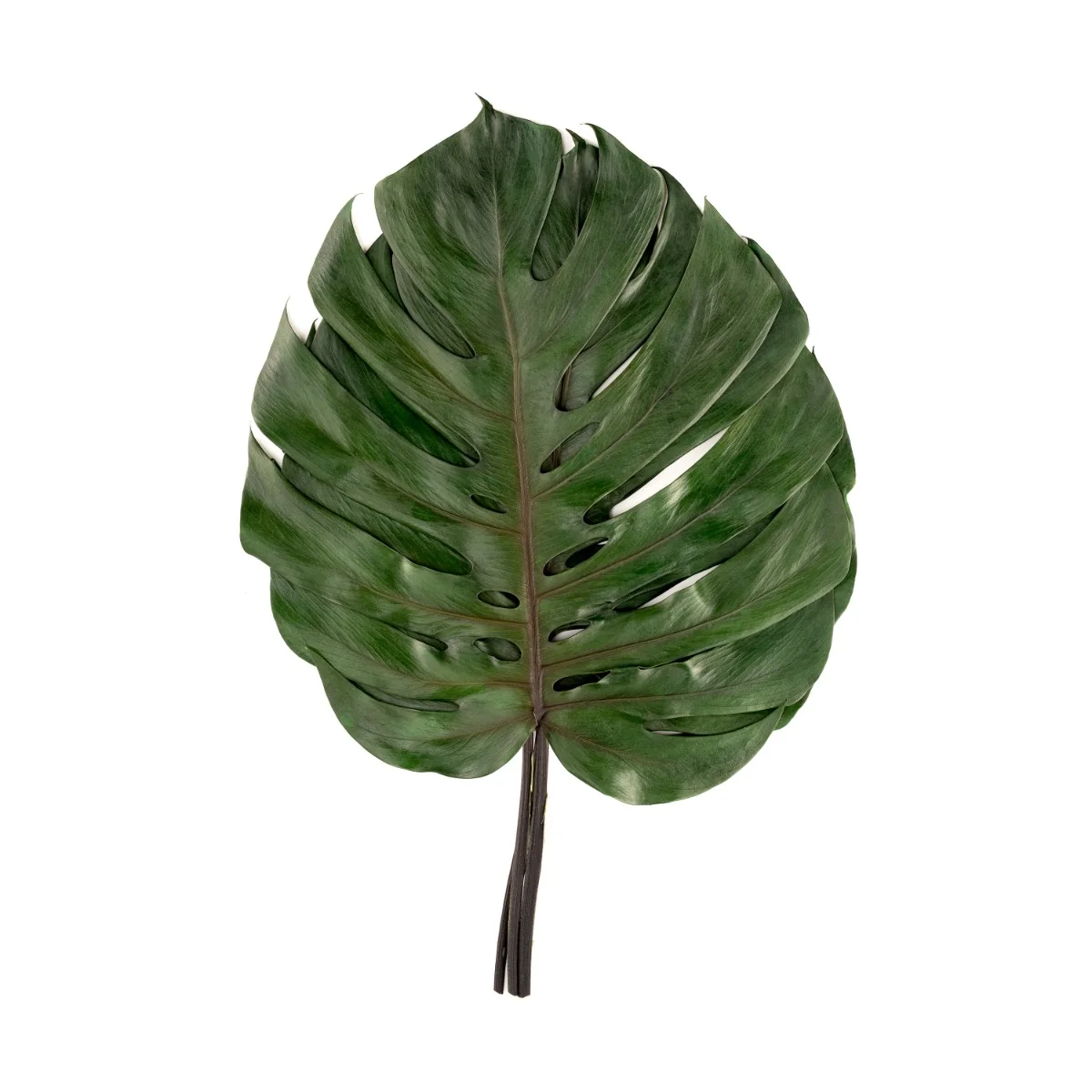 Monstera