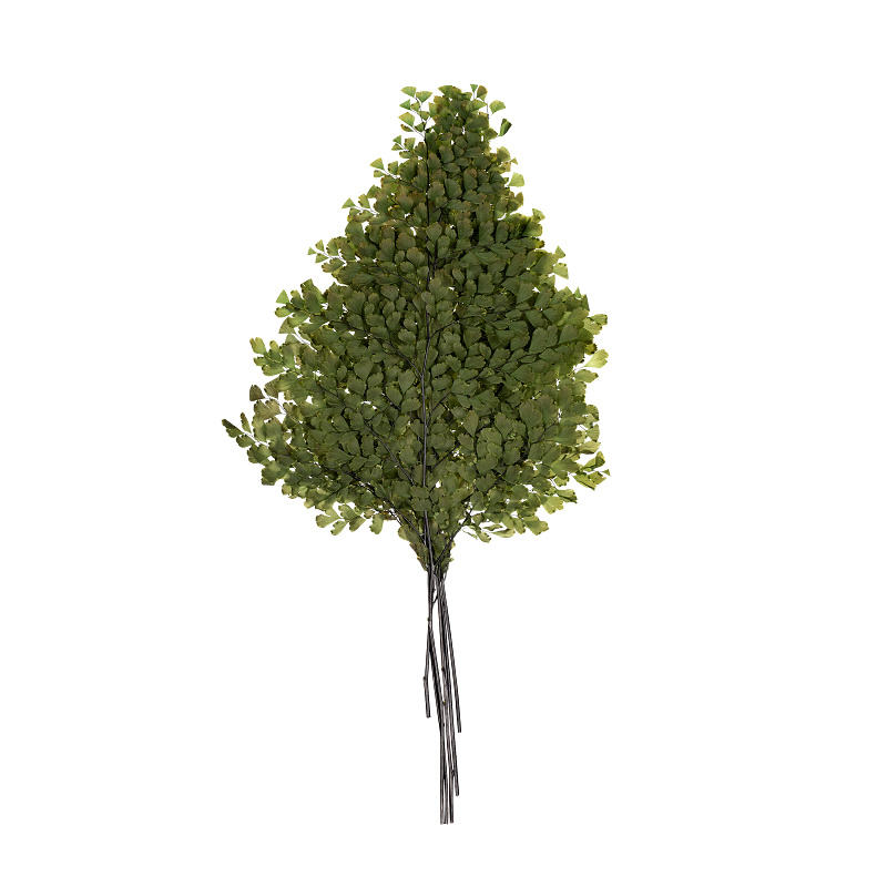 Lutti Fern