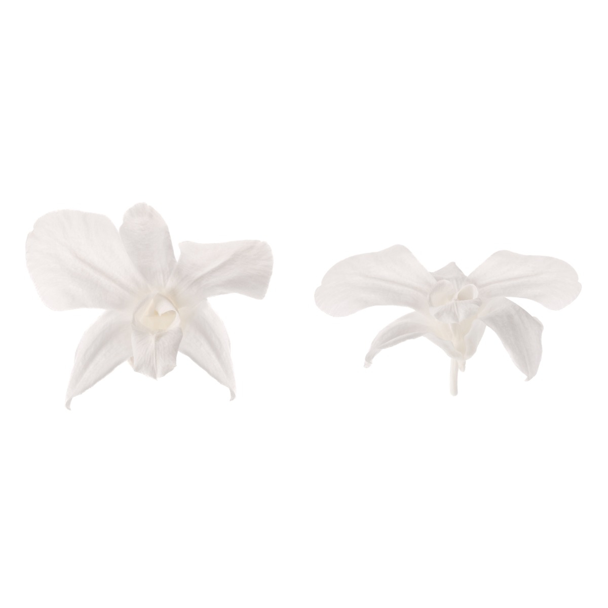 Dendrobium - 5 ks