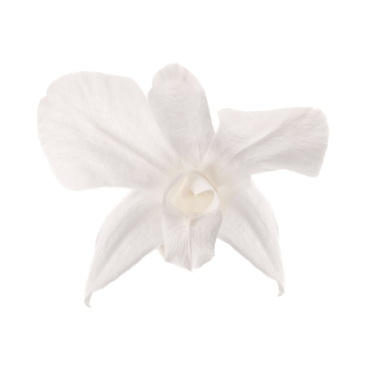 Dendrobium - 5 ks