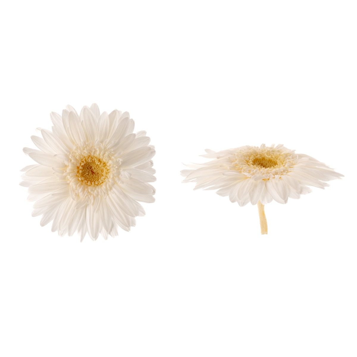 Gerbera - 4 ks