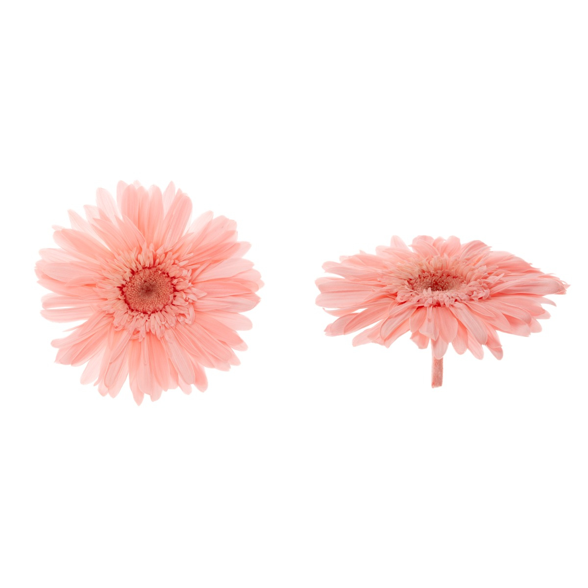 Gerbera - 4 ks