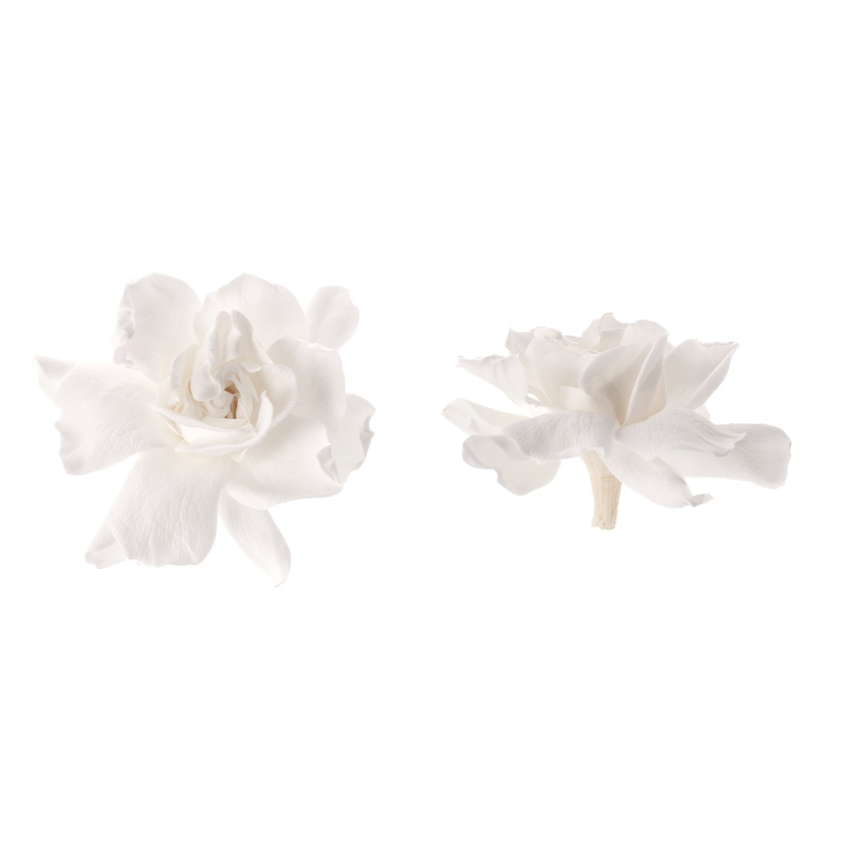 Gardenia - 5 ks