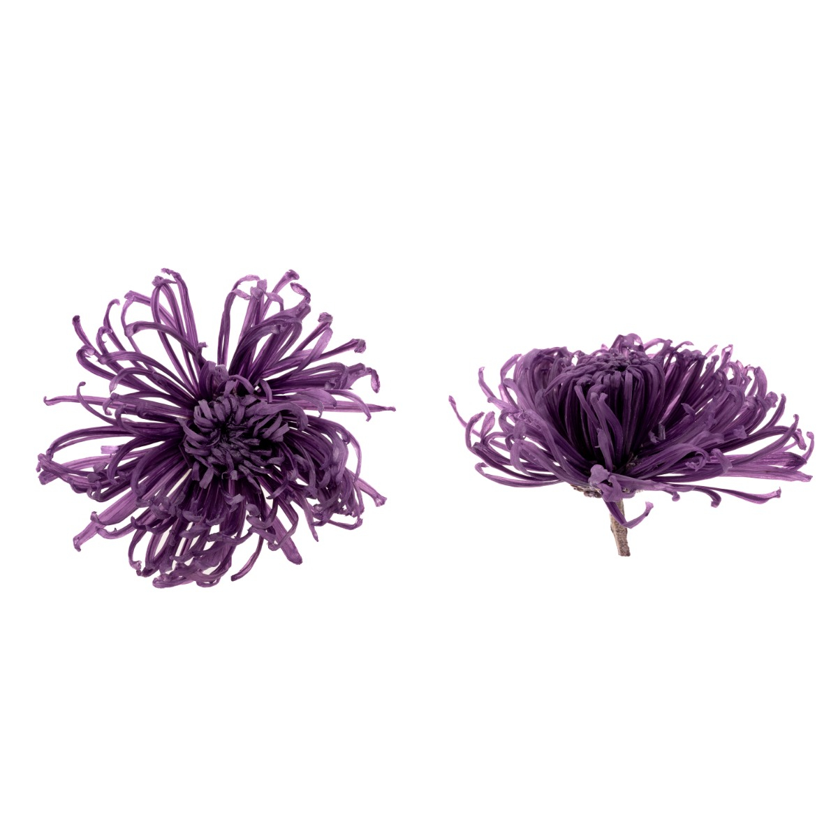 Chrysanthema Anastasia - 3 ks