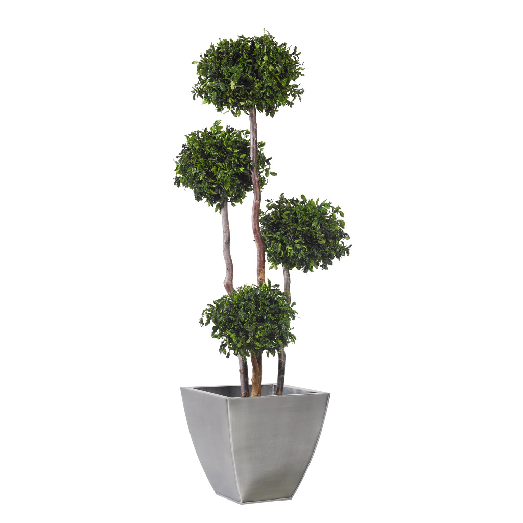 Pittosporum tree - 4 spheres