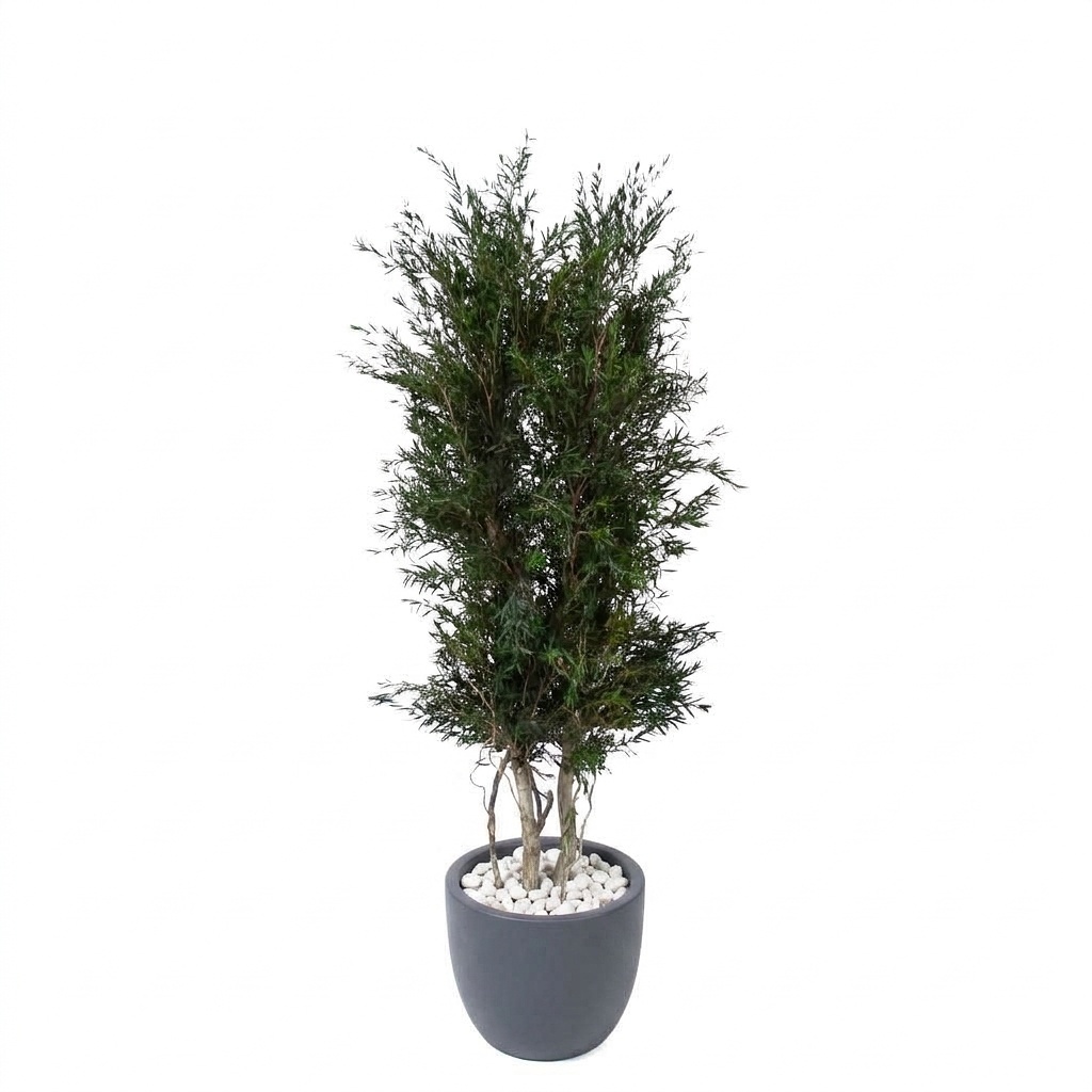 Lepto tree