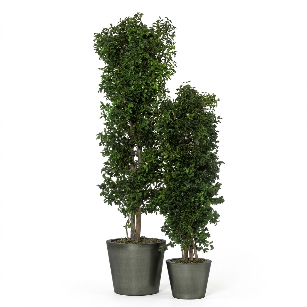 Pittosporum tree