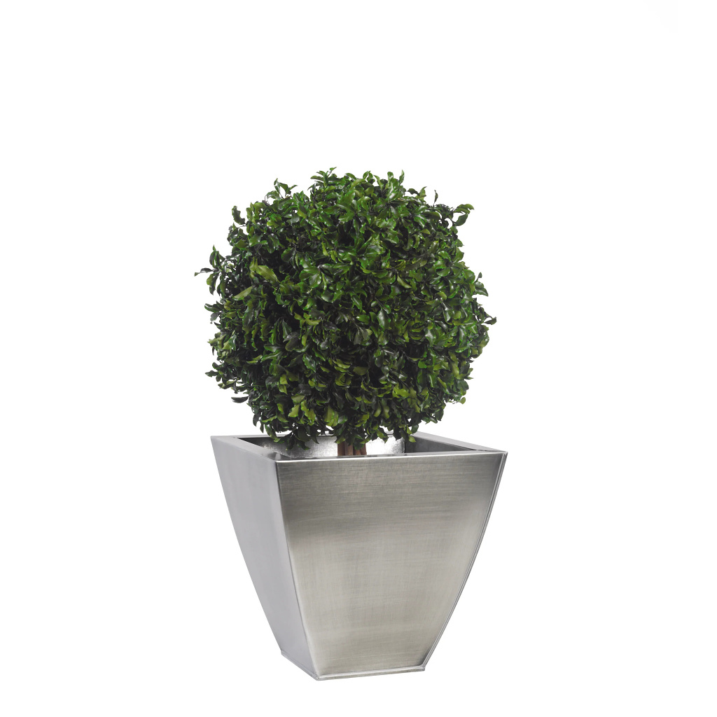 Pittosporum - simple spehere