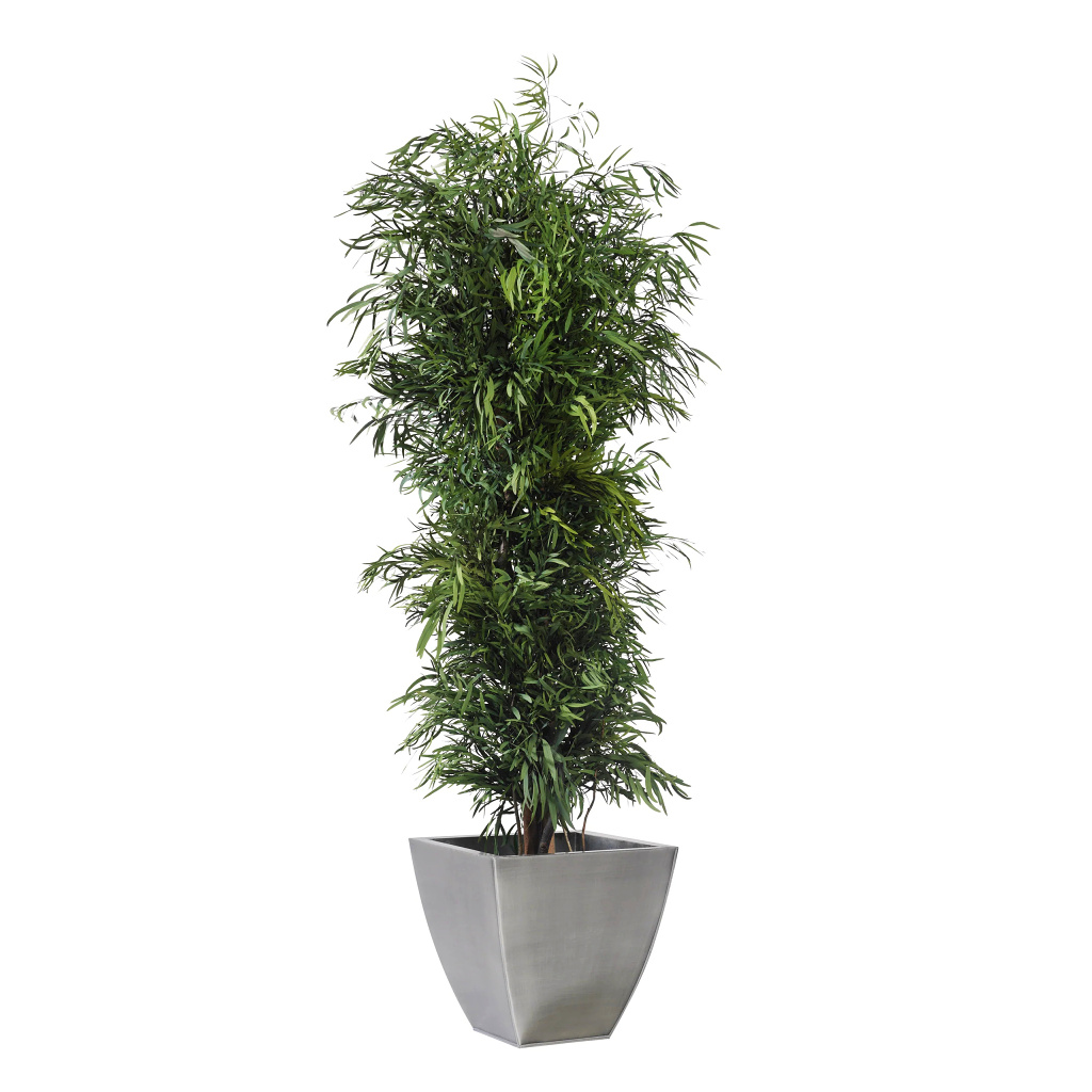 Nicoly tree