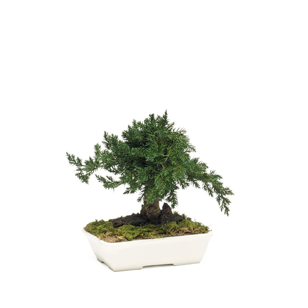 Juniperus bonsai