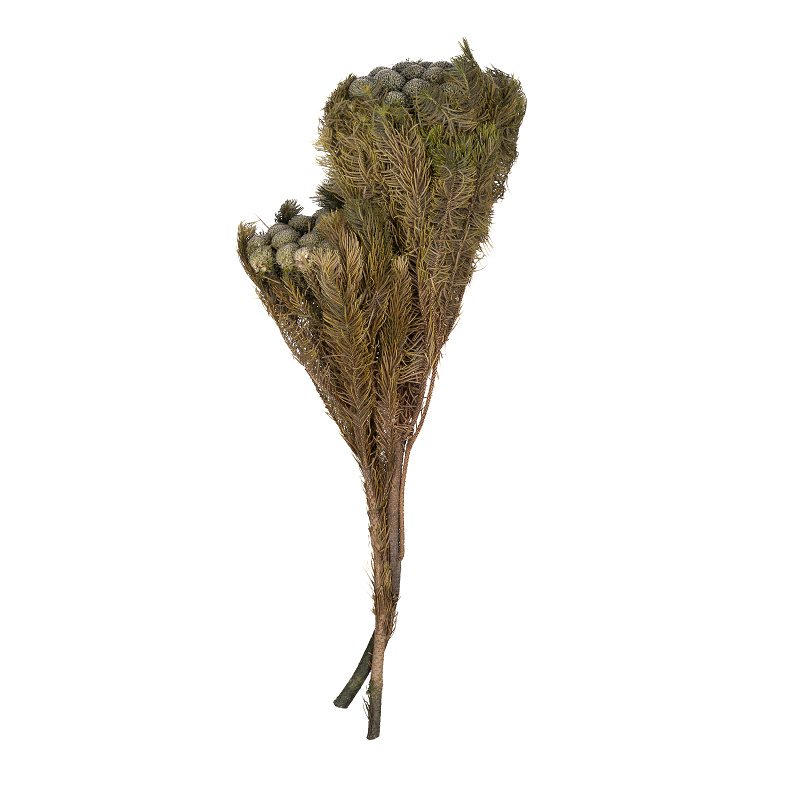 Brunia Albiflora