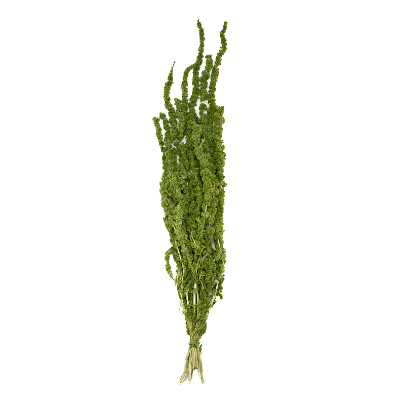 Amaranthus