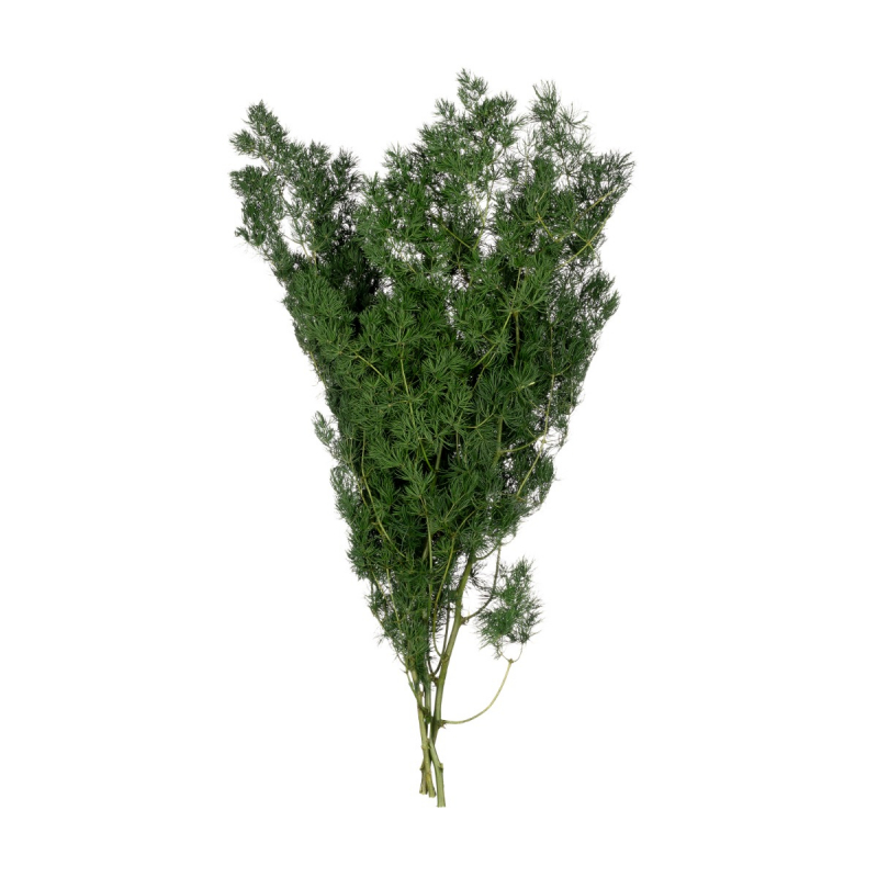 Ming Fern