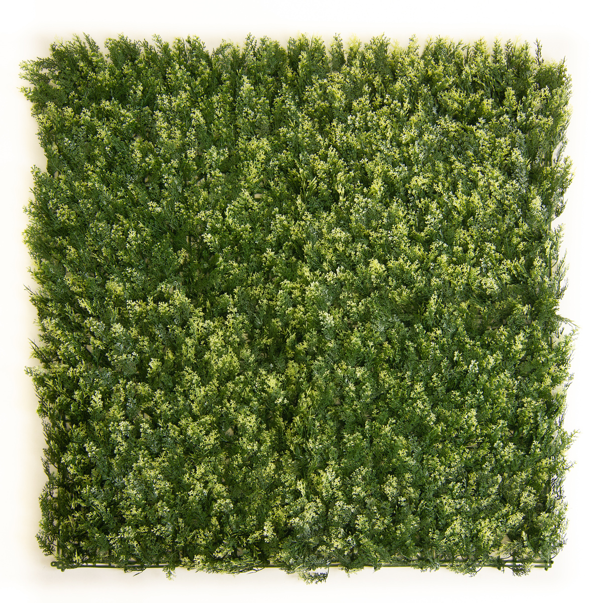 THUJA VG, dielec 50 x 50 cm