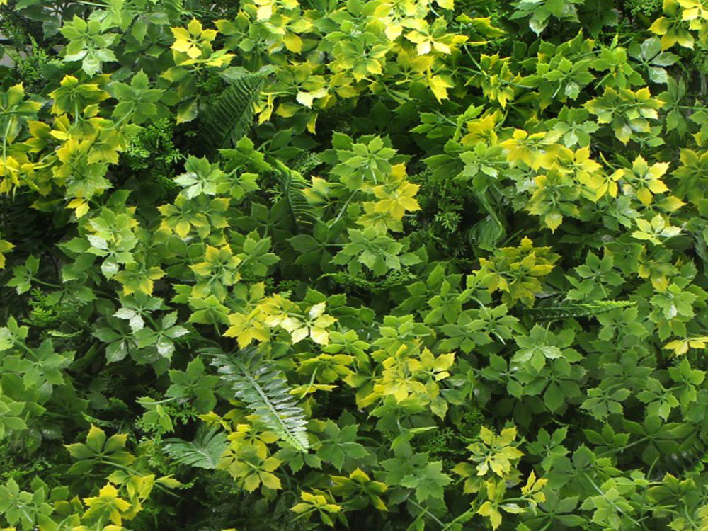 MINI WALL GREEN herb, dielec 50 x 50 cm