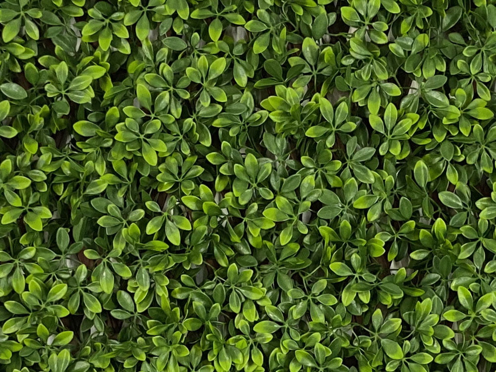 SCHEFFLERA EXT, rozmer 1,0x2,0 m