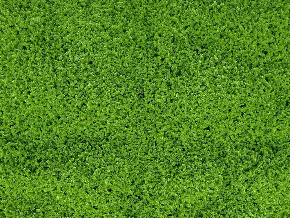 Moss green, dielec 50 x 50 cm