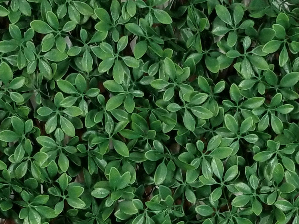 SCHEFFLERA - DARK GREEN EXT, rozmer 1,0x2,0 m