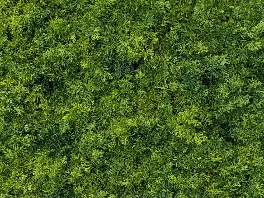 Moss deep dark, dielec 50 x 50 cm