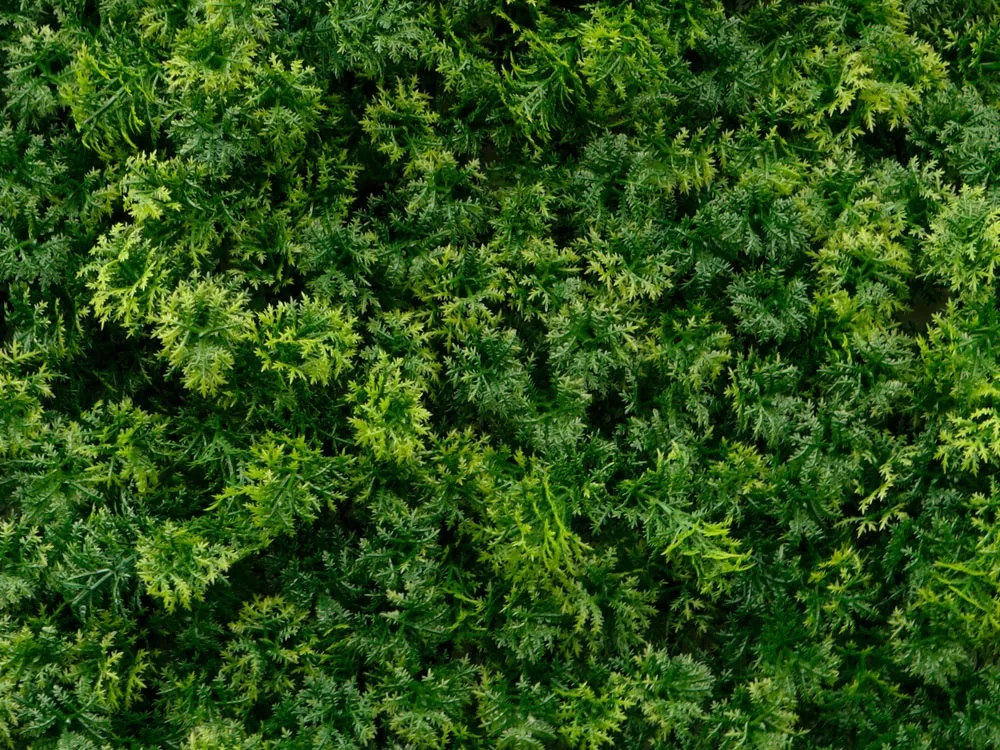 Moss coral dark, dielec 50 x 50 cm