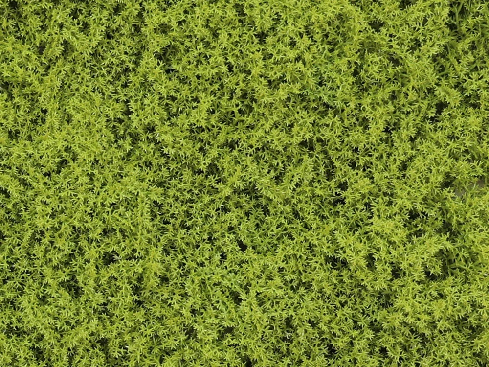 Moss Island summer green, dielec 50 x 50 cm