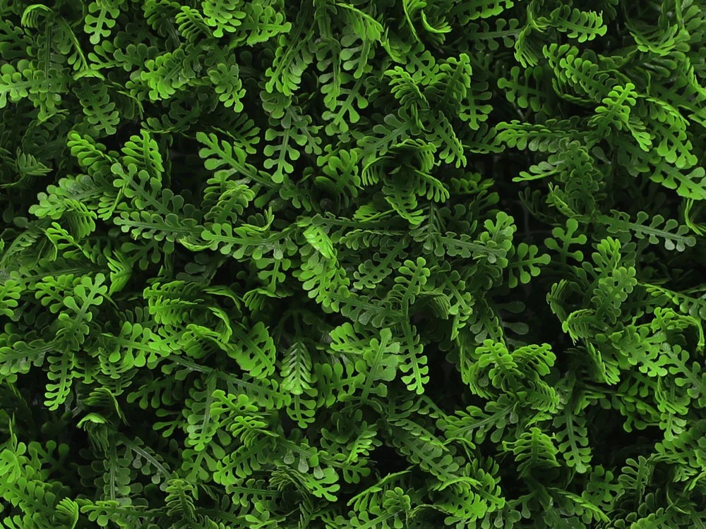 Asplenium dark, dielec 50 x 50 cm