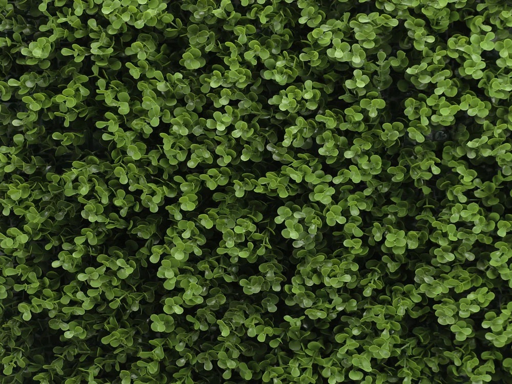 Buxus long green, dielec 50 x 50 cm