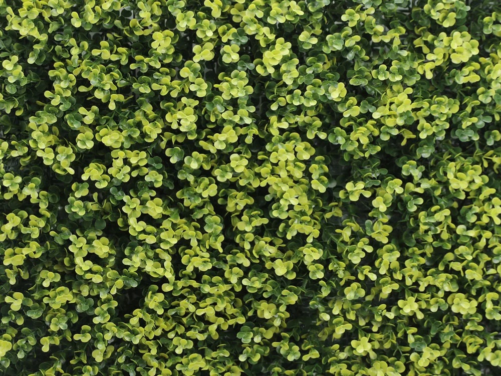Buxus long VG yellow, dielec 50 x 50 cm