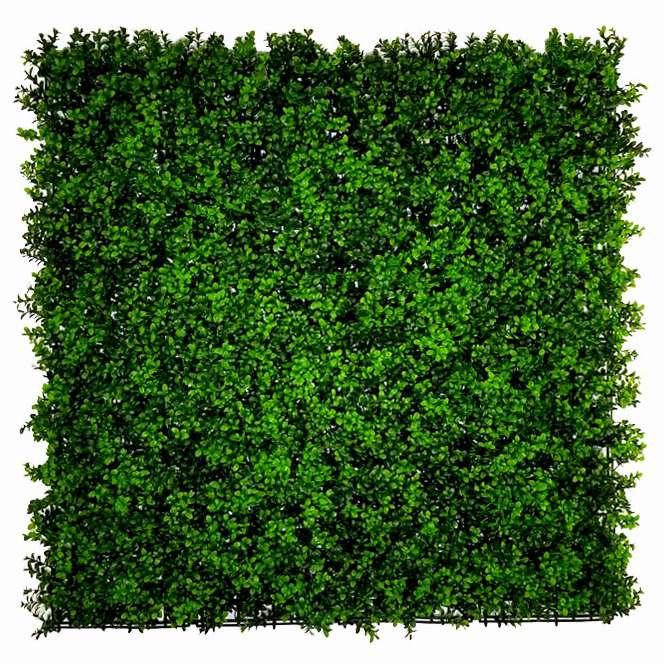 Buxus japonicus, dielec 50 x 50 cm