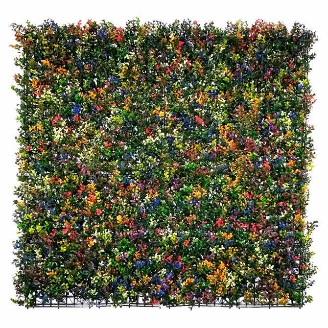 Buxus multicolor, dielec 50 x 50 cm