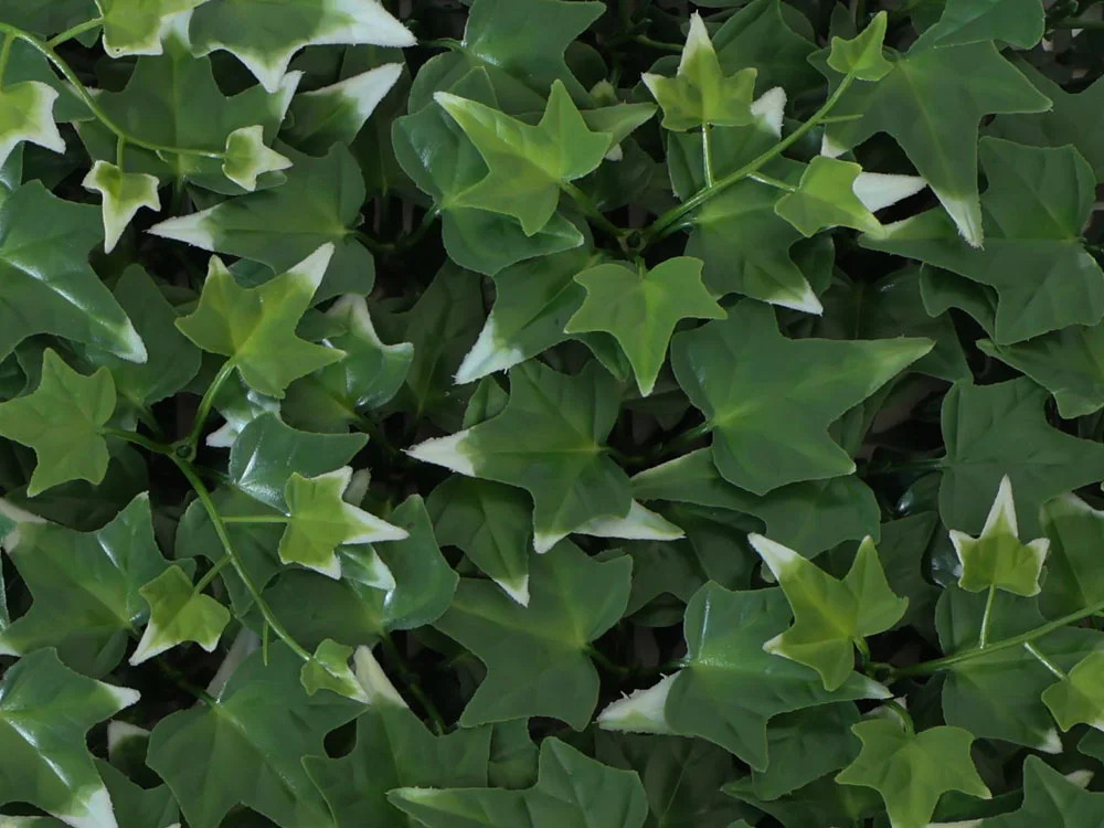 Hedera helix VG, dielec 50 x 50 cm