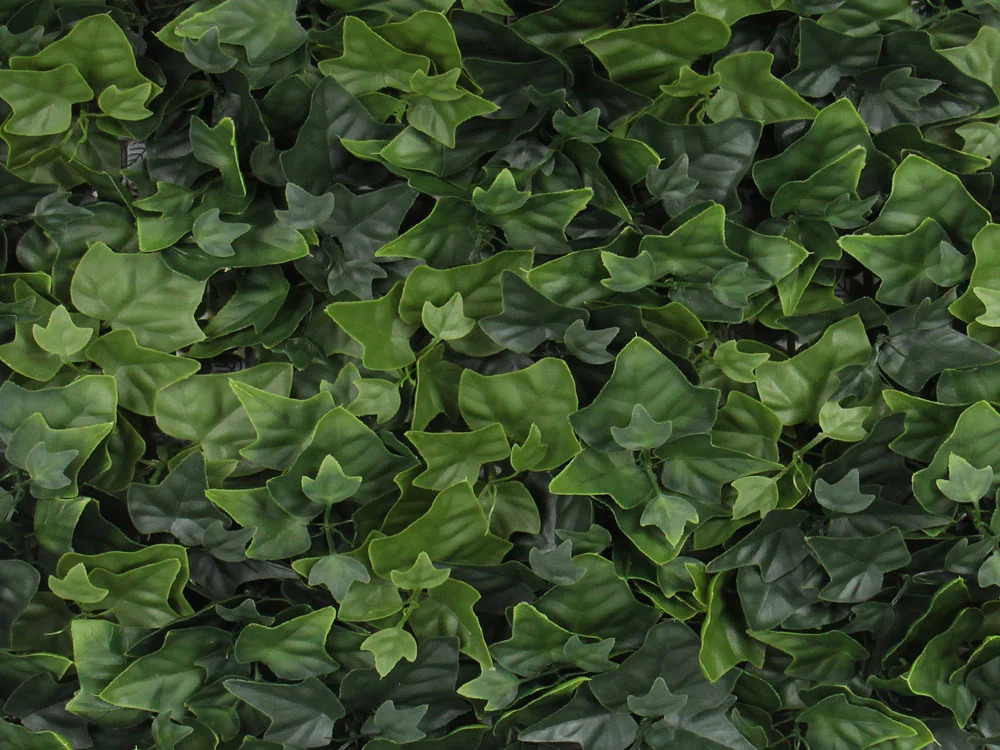 Hedera helix, dielec 50 x 50 cm