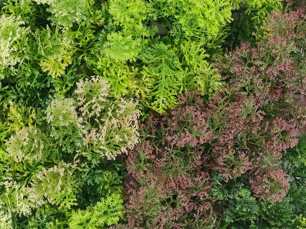 Moss coral mix, dielec 50 x 50 cm
