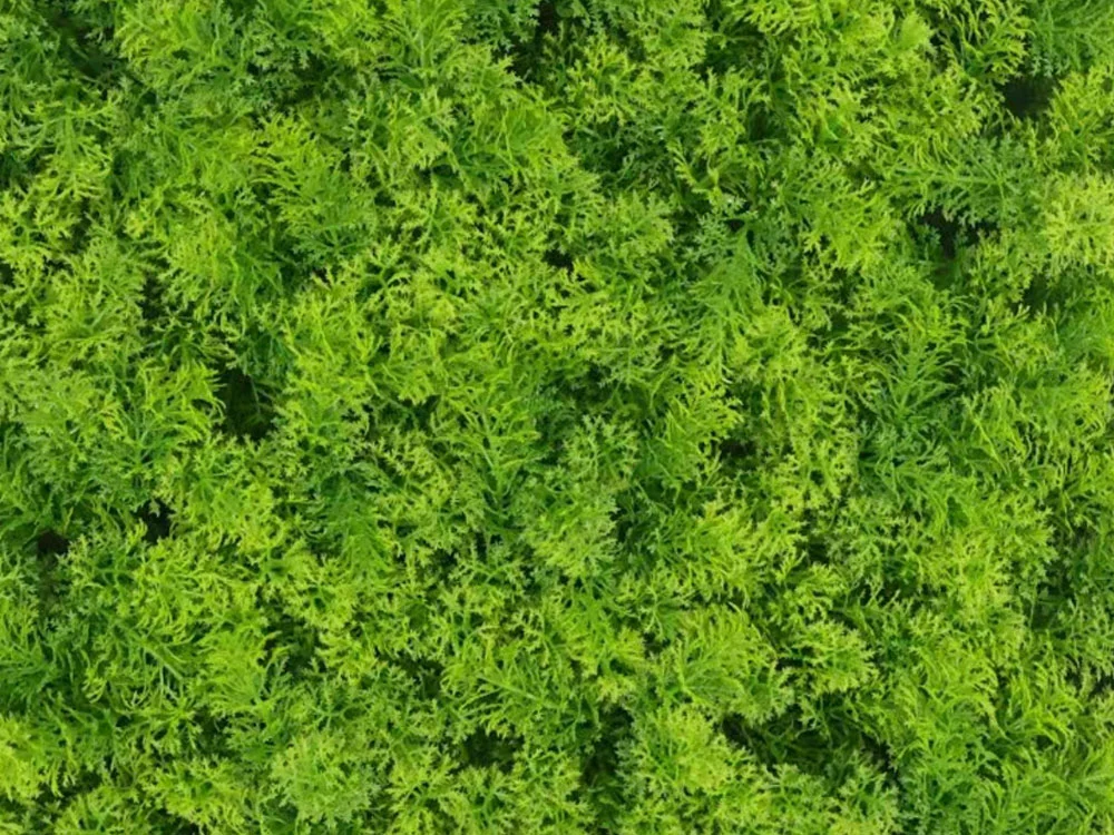 Moss coral light green, dielec 50 x 50 cm