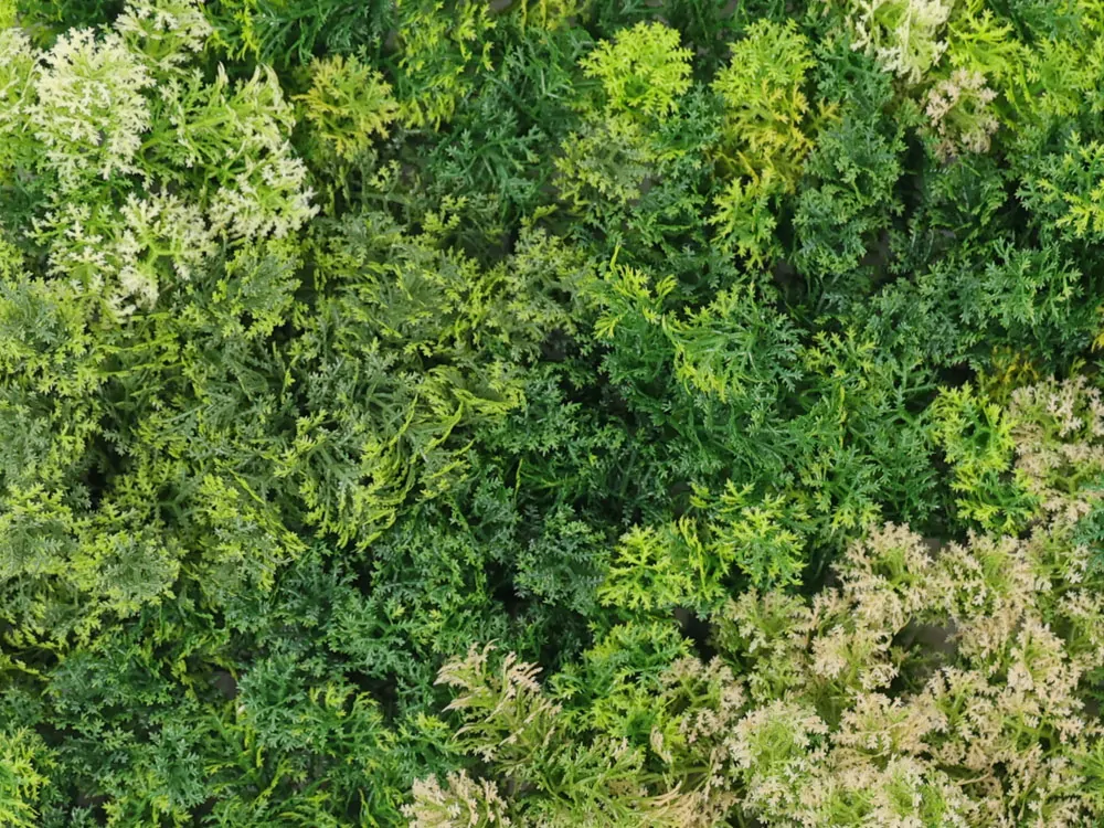 Moss coral mix 2, dielec 50 x 50 cm