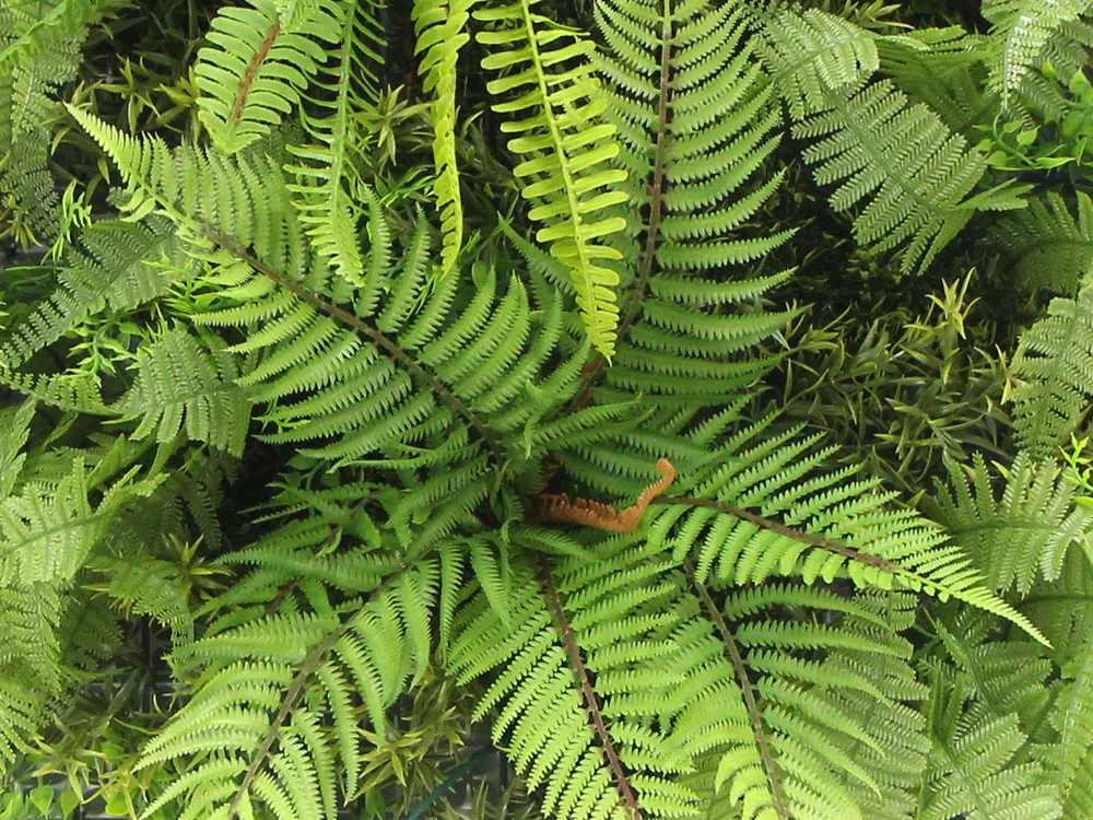 MINI WALL GREEN Dicksonia tree fern, dielec 50 x 50 cm