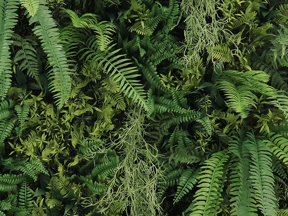 WALL GREEN Boston fern botanica, dielec 100 x 100 cm