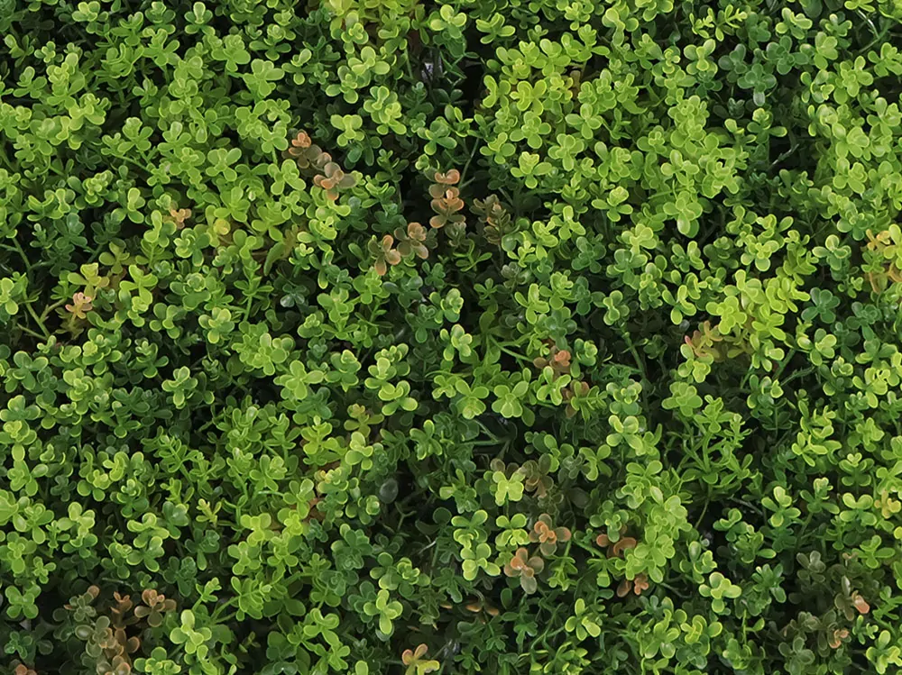 MINI WALL GREEN Sedum, dielec 50 x 50 cm
