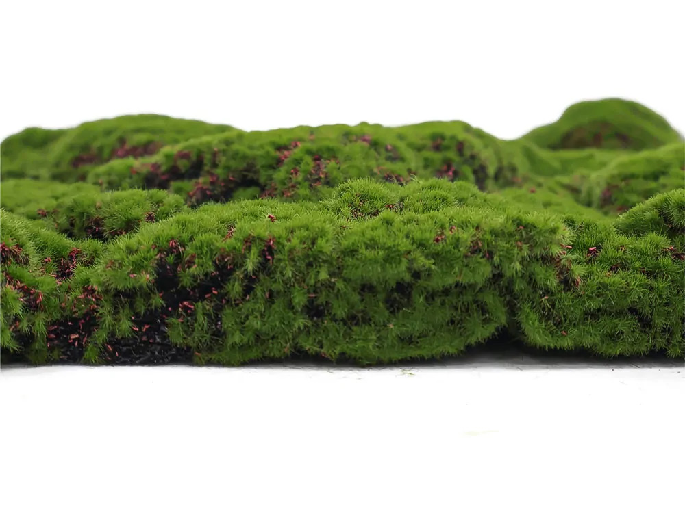 Ball moss varia, dielec 50 x 50 cm