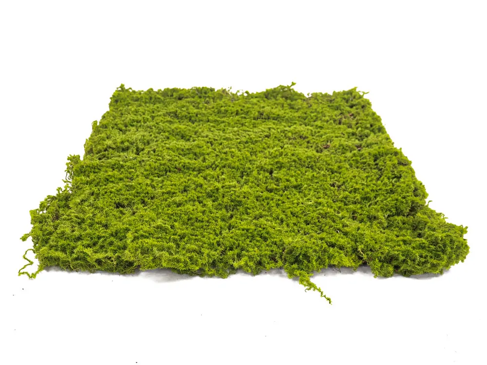 Moss gray crooked, dielec 50 x 50 cm
