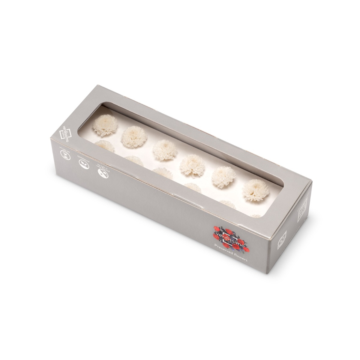 Chrysanthema Focus - 12 ks